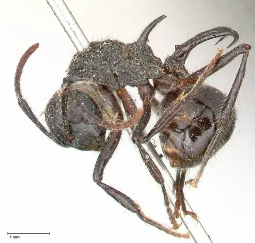 Polyrhachis furcata specimen FOCOL0572 image focol0572_3