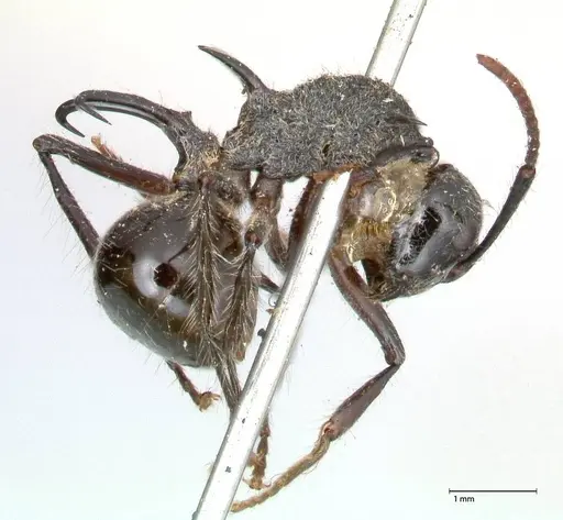 Polyrhachis furcata specimen FOCOL0572 image focol0572_4