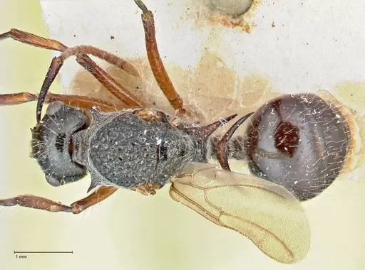 Polyrhachis furcata specimen FOCOL2653 image focol2653_1