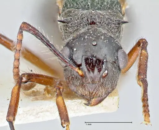 Polyrhachis furcata specimen FOCOL2653 image focol2653_2