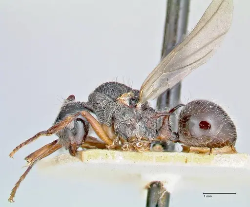 Polyrhachis furcata specimen FOCOL2653 image focol2653_3