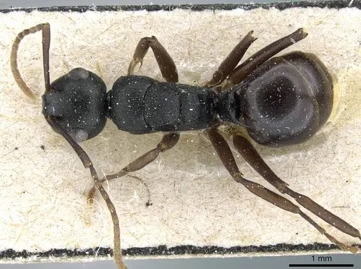 Polyrhachis furcula specimen CASENT0905555 image casent0905555_1