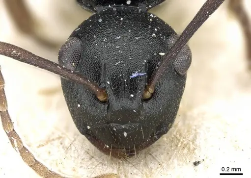 Polyrhachis furcula specimen CASENT0905555 image casent0905555_2
