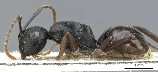 Polyrhachis furcula specimen CASENT0905555 image casent0905555_3