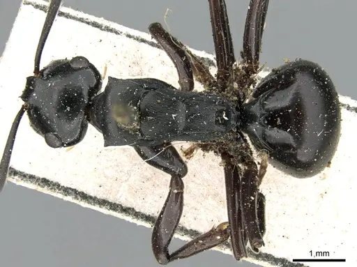 Polyrhachis fuscipes specimen CASENT0906560 image casent0906560_1