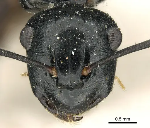 Polyrhachis fuscipes specimen CASENT0906560 image casent0906560_2
