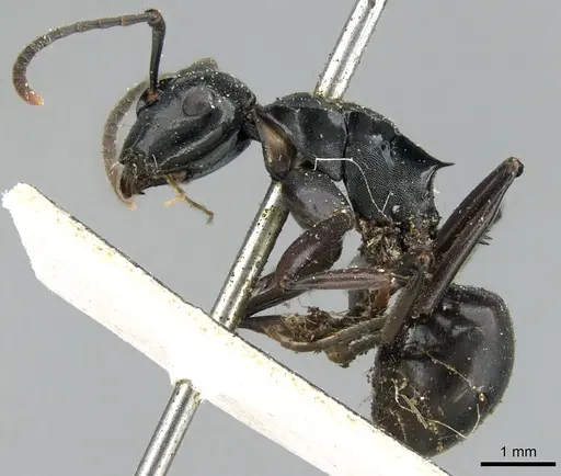 Polyrhachis fuscipes specimen CASENT0906560 image casent0906560_3