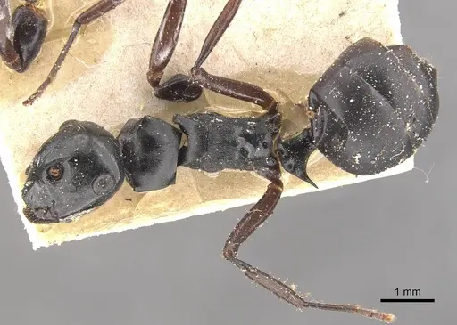 Polyrhachis fuscipes specimen CASENT0910771 image casent0910771_1