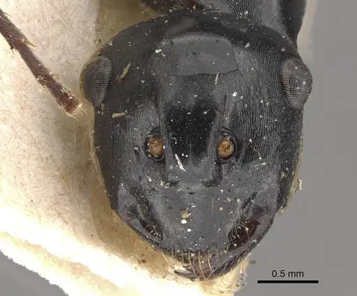 Polyrhachis fuscipes specimen CASENT0910771 image casent0910771_2
