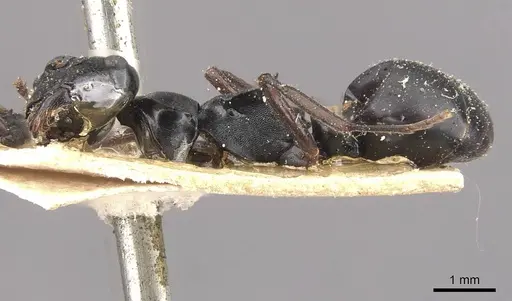 Polyrhachis fuscipes specimen CASENT0910771 image casent0910771_3