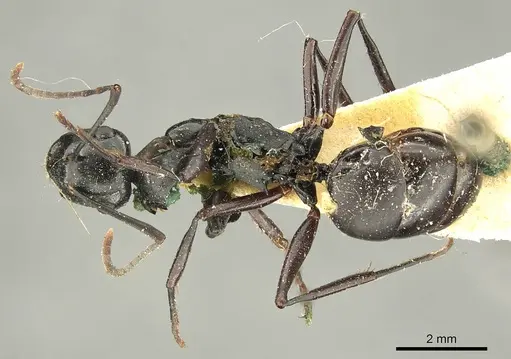 Polyrhachis fuscipes specimen CASENT0915612 image casent0915612_1