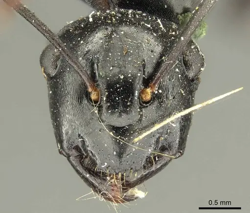 Polyrhachis fuscipes specimen CASENT0915612 image casent0915612_2