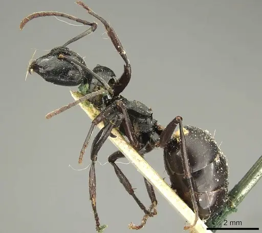 Polyrhachis fuscipes specimen CASENT0915612 image casent0915612_3