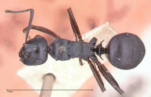 Polyrhachis fuscipes specimen FOCOL0576 image focol0576_1