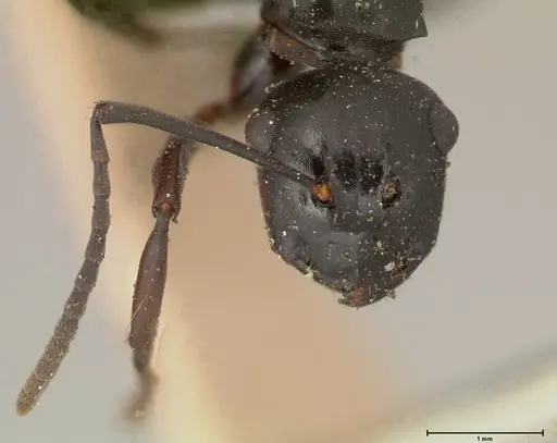 Polyrhachis fuscipes specimen FOCOL0576 image focol0576_2