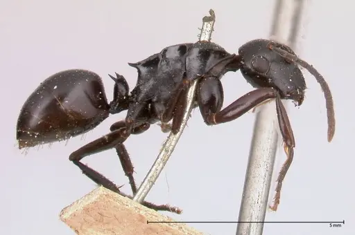 Polyrhachis fuscipes specimen FOCOL0576 image focol0576_3