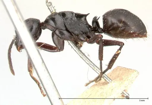 Polyrhachis fuscipes specimen FOCOL0576 image focol0576_4