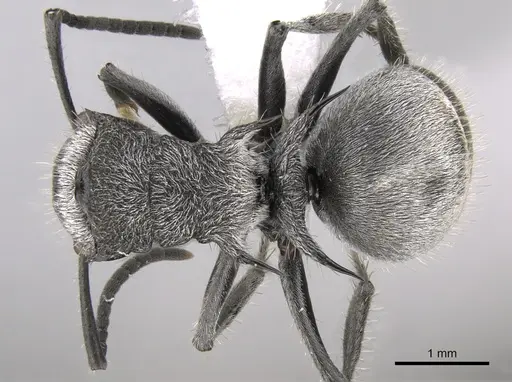 Polyrhachis gab specimen CASENT0281358 image casent0281358_1
