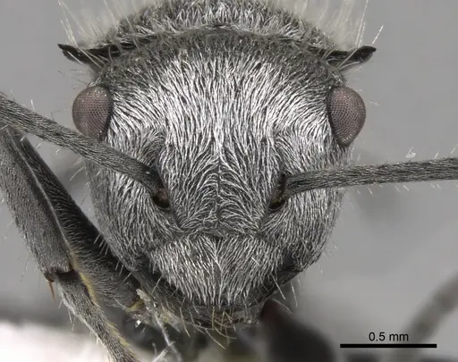 Polyrhachis gab specimen CASENT0281358 image casent0281358_2