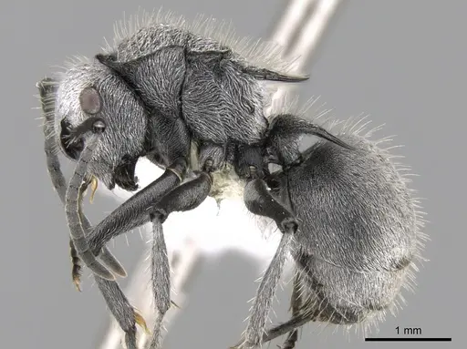 Polyrhachis gab specimen CASENT0281358 image casent0281358_3
