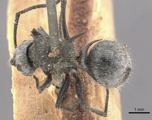 Polyrhachis gab specimen CASENT0910822 image casent0910822_1