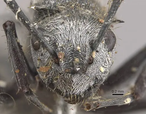 Polyrhachis gab specimen CASENT0910822 image casent0910822_2