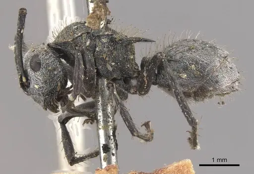 Polyrhachis gab specimen CASENT0910822 image casent0910822_3