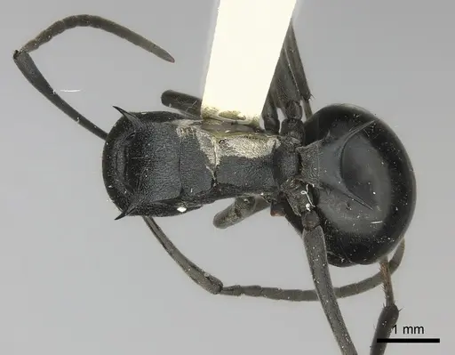 Polyrhachis gagates specimen CASENT0217771 image casent0217771_1