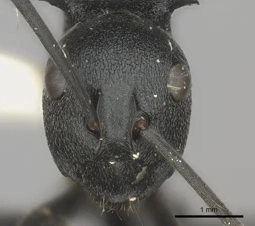 Polyrhachis gagates specimen CASENT0217771 image casent0217771_2