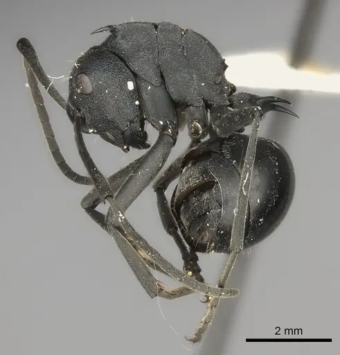 Polyrhachis gagates specimen CASENT0217771 image casent0217771_3