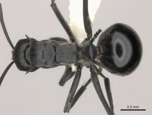 Polyrhachis gagates specimen CASENT0227564 image casent0227564_1