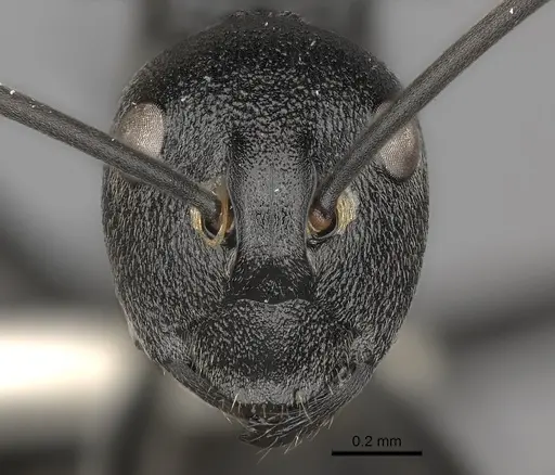 Polyrhachis gagates specimen CASENT0227564 image casent0227564_2