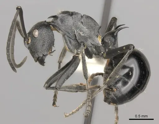 Polyrhachis gagates specimen CASENT0227564 image casent0227564_3