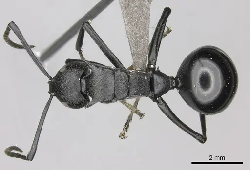 Polyrhachis gagates specimen CASENT0235678 image casent0235678_1