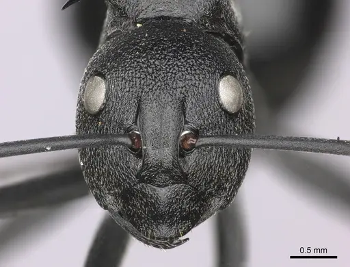 Polyrhachis gagates specimen CASENT0235678 image casent0235678_2