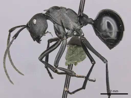 Polyrhachis gagates specimen CASENT0235678 image casent0235678_3