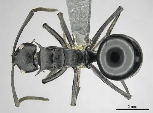 Polyrhachis gagates specimen CASENT0254232 image casent0254232_1