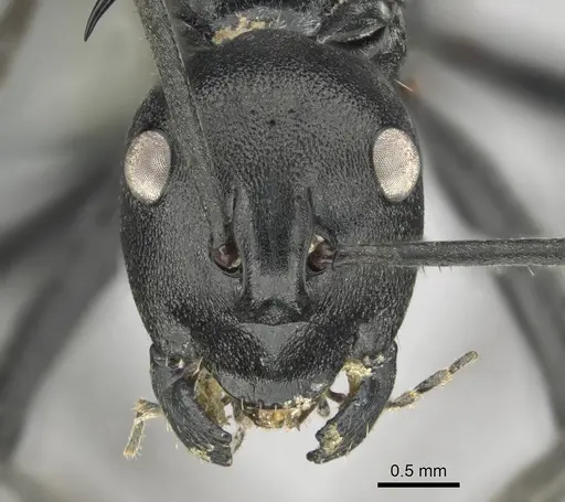 Polyrhachis gagates specimen CASENT0254232 image casent0254232_2