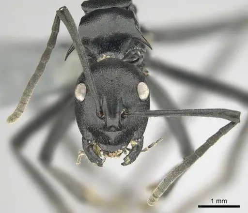 Polyrhachis gagates specimen CASENT0254232 image casent0254232_3