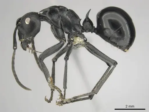 Polyrhachis gagates specimen CASENT0254232 image casent0254232_4