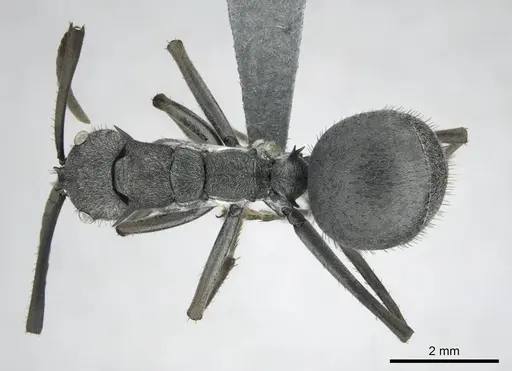 Polyrhachis gagates specimen CASENT0254325 image casent0254325_1