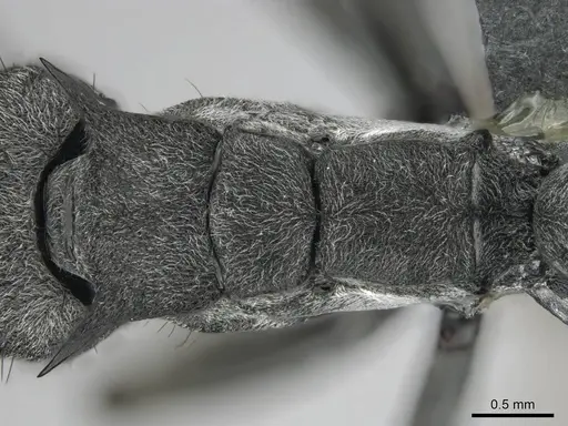 Polyrhachis gagates specimen CASENT0254325 image casent0254325_2