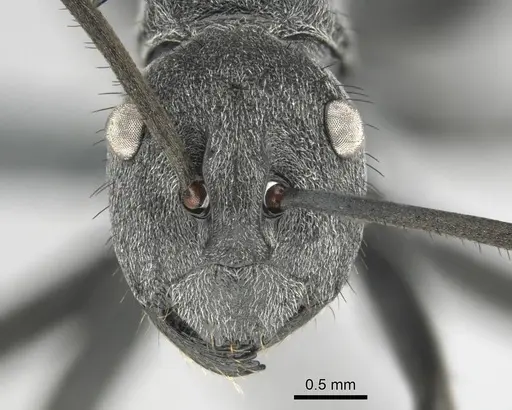 Polyrhachis gagates specimen CASENT0254325 image casent0254325_3