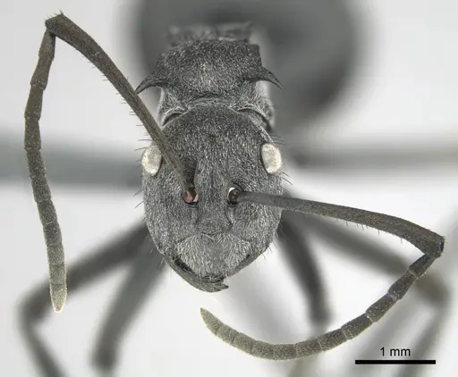 Polyrhachis gagates specimen CASENT0254325 image casent0254325_4