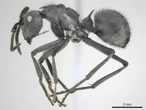 Polyrhachis gagates specimen CASENT0254325 image casent0254325_5