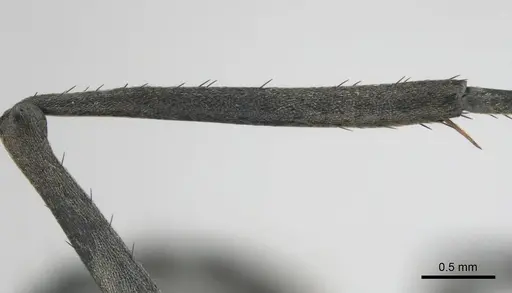 Polyrhachis gagates specimen CASENT0254325 image casent0254325_6