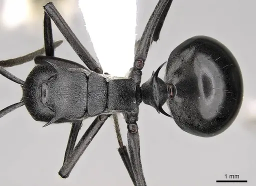 Polyrhachis gagates specimen CASENT0281446 image casent0281446_1