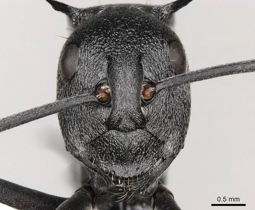 Polyrhachis gagates specimen CASENT0281446 image casent0281446_2