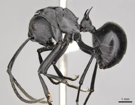 Polyrhachis gagates specimen CASENT0281446 image casent0281446_3