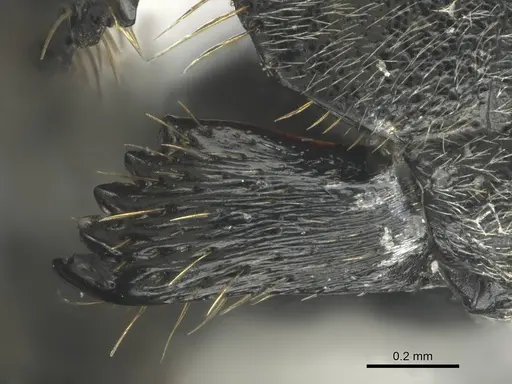Polyrhachis gagates specimen CASENT0814180 image casent0814180_2